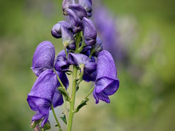 Blüte Blauer Eisenhut