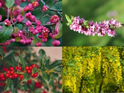 Giftige Pflanzen auf Spielplätze