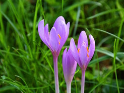 Blüte Herbstzeitlose