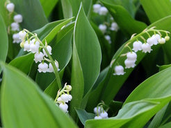 Blüte Maiglöckchen