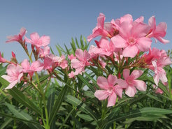 Blüte Oleander
