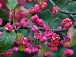 Blüte Pfaffenhütchen